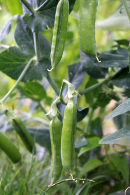 Bahçede büyüyen ve açan yeşil bezelyeler.
