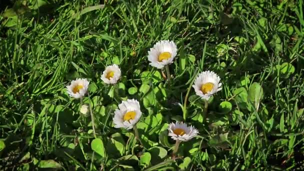 Fehér Kis Százszorszépek Zöld Fűben Reggel Fehér Virágok Zöld Füvön — Stock videók