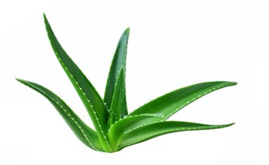 Aloe izole yaprak beyaz arka plan 