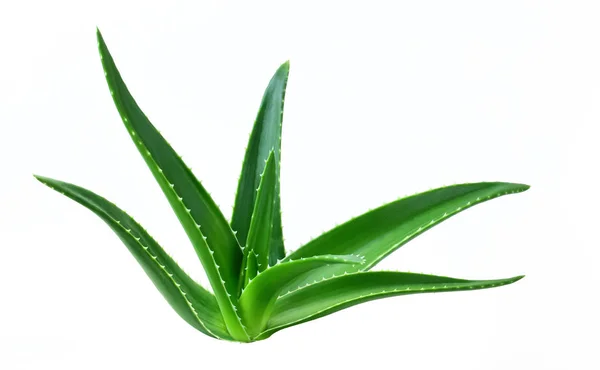 Aloe levél elszigetelt fehér háttér — Stock Fotó