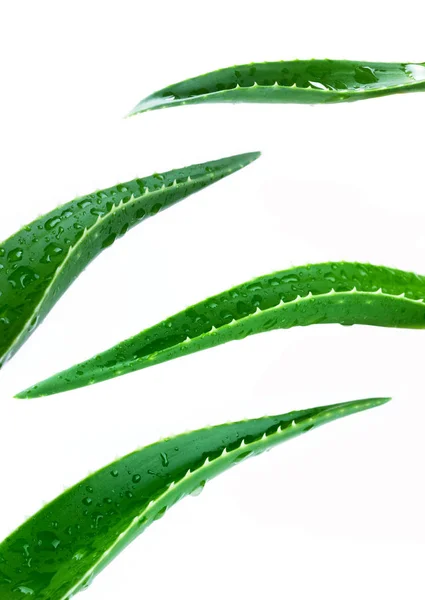 Aloe leaf isolated white background — Stock Photo, Image