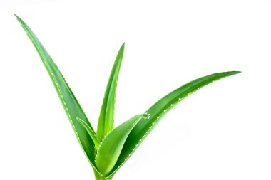 Aloe izole yaprak beyaz arka plan  
