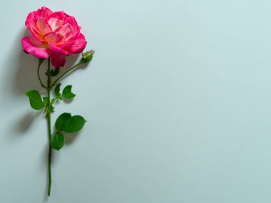 Beyaz arka planda izole edilmiş tek güzel pembe gül. Uzayı kopyala Kadın Kart Günü, Sevgililer Günü. Aşkın sembolü.