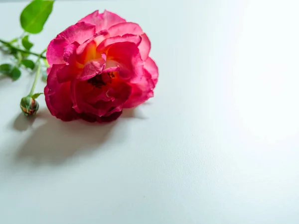一朵美丽的粉红色玫瑰在白色的背景上被隔离。复制空间。妇女日卡片，情人节卡片。爱的象征. — 图库照片