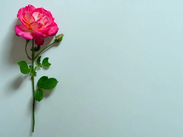 Mawar merah muda yang indah tunggal terisolasi di latar belakang putih. Salin ruang. Kartu untuk wanita hari, Hari Valentine. Simbol cinta. Stok Gambar Bebas Royalti
