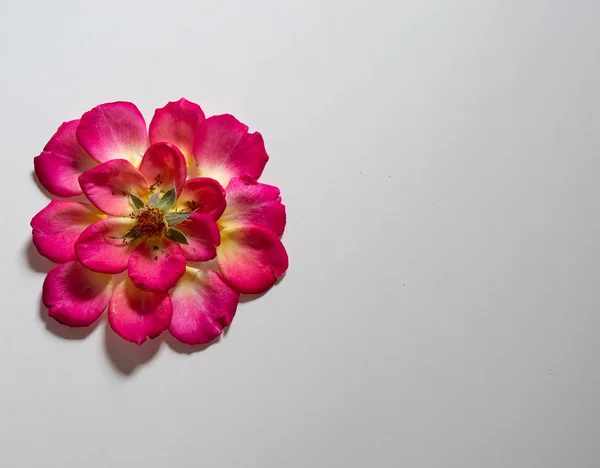 平铺边框 空白复制空间模型 粉红色玫瑰花蕾白色背景 顶视图花卉概念 — 图库照片