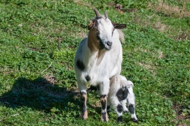 Yeni doğan beyaz ve kahverengi keçi nannie