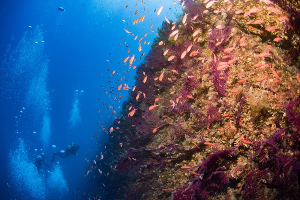 在地中海海波托菲诺海洋公园潜水 — 图库照片