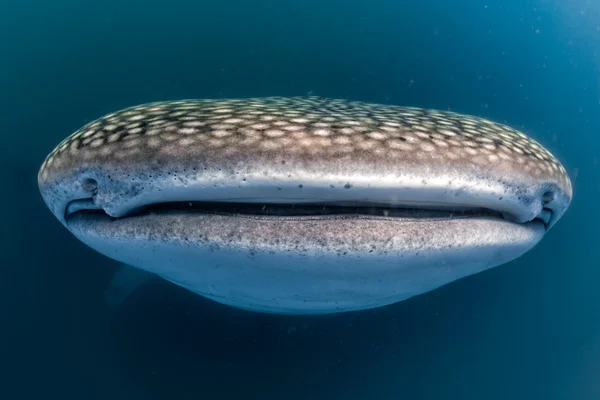 Tiburón ballena boca abierta de cerca retrato bajo el agua — Foto de Stock