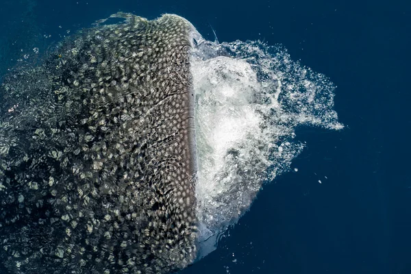 Tiburón ballena boca abierta de cerca retrato bajo el agua — Foto de Stock