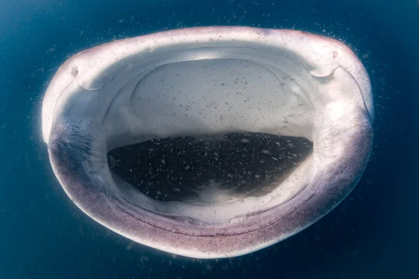 Whale Shark öppna munnen nära upp porträtt under vattnet — Stockfoto