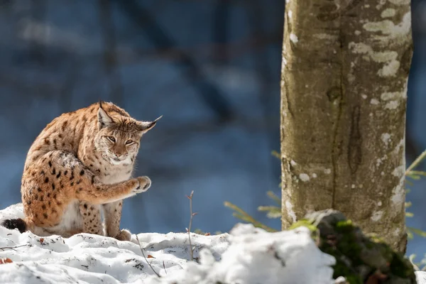 Lynx sur le fond de neige portrait — Photo