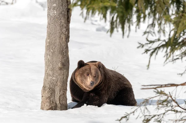 Bruine beer op de achtergrond van de sneeuw — Stockfoto