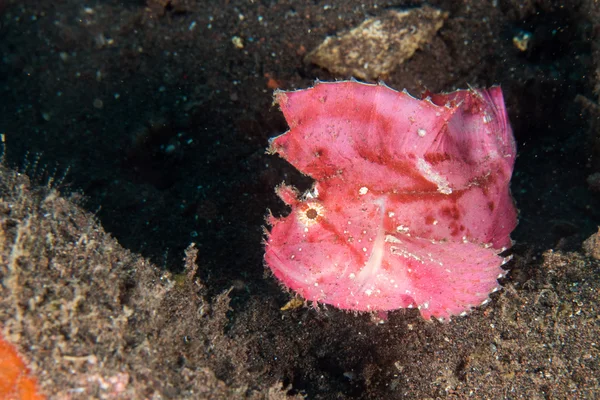 Pembe yaprak balık suyun altında makroyu kapatın — Stok fotoğraf