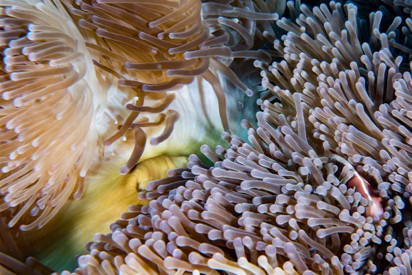 Klovnefisk inde i rød anemone i Indonesien - Stock-foto