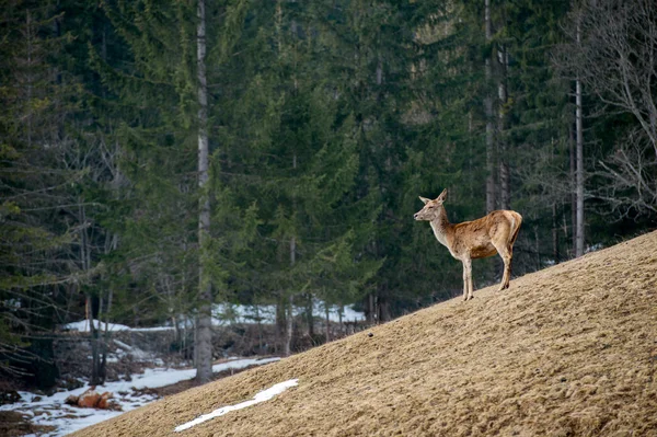 草の背景に鹿をクローズ アップの肖像画 — ストック写真