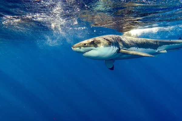 Grande squalo bianco pronto ad attaccare da vicino — Foto Stock