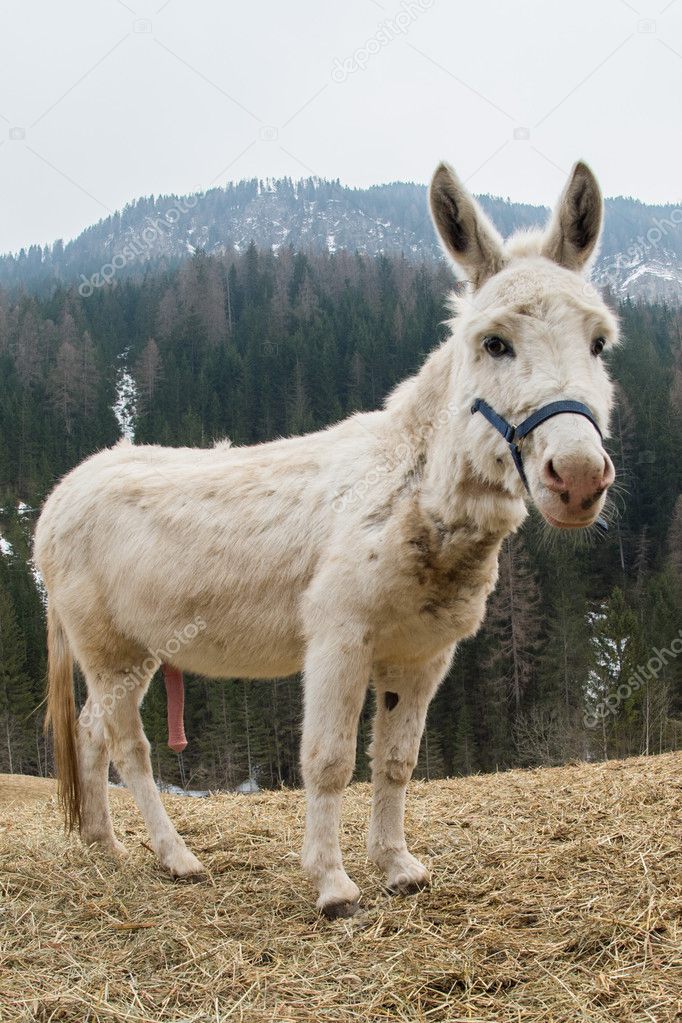 white donkey portrait while excited