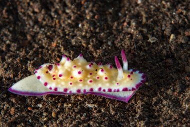 Renkli chromodoris omurgasızını yakın çekim makro ayrıntılı olarak Endonezya