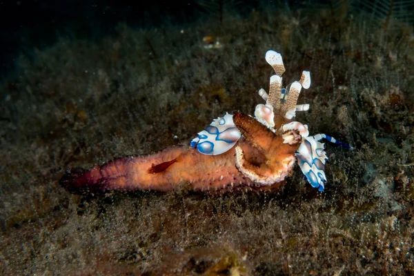 Harlequin shrimp hymenocera elegans picta close-up — Stockfoto