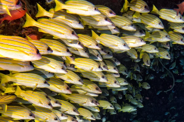 Färgglada söta läppar fiska ln Maldiverna — Stockfoto