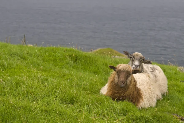 Un mouton brun bélier sur le fond bleu de la mer et l'herbe — Photo