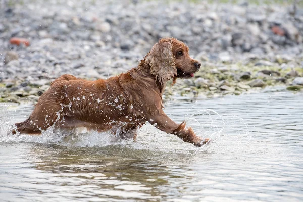 Filhote de cachorro jovem cão Inglês cocker spaniel a água — Fotografia de Stock