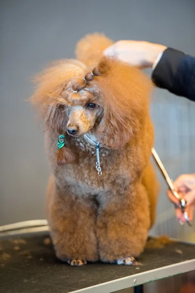 インターナショナル ・ ドッグショーで犬の毛づくろい — ストック写真