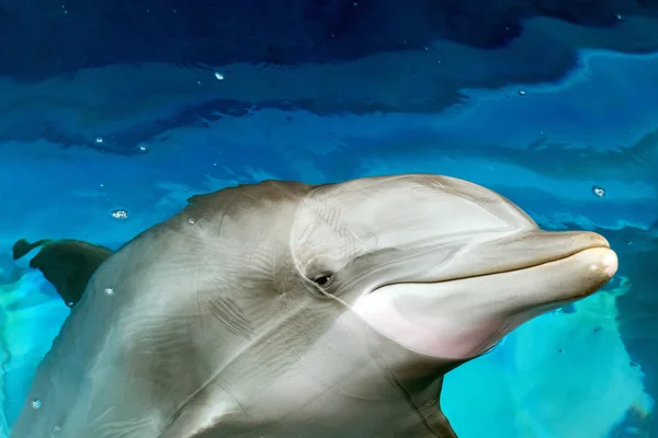 Dolphin nära upp porträtt detalj medan du tittar på dig — Stockfoto