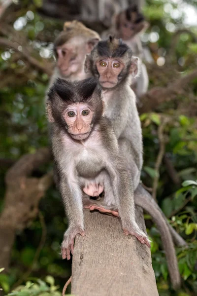 Bebé recién nacido Indonesia mono macaco mono primer plano retrato — Foto de Stock