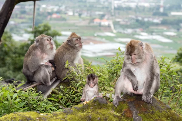 インドネシア マカク猿サル クローズ アップ肖像画 — ストック写真