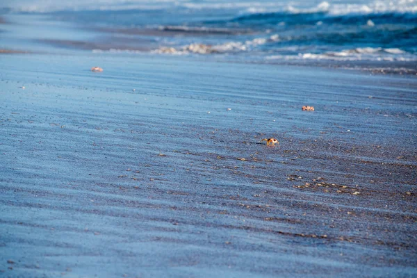 Cangrejo naranja en la playa de arena del océano Pacífico — Foto de Stock