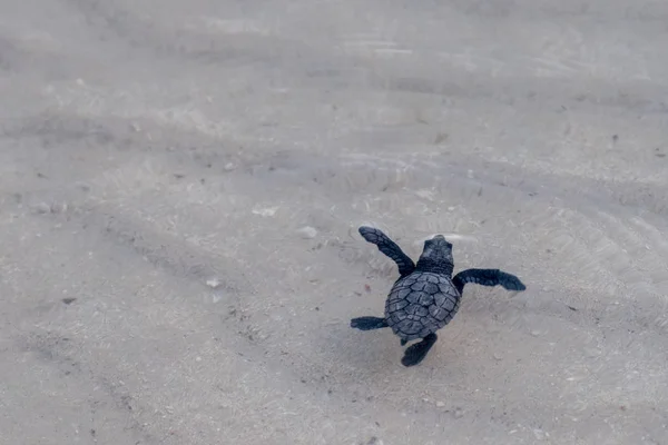 Bebé recién nacido tortuga golfina verde acercándose al mar —  Fotos de Stock