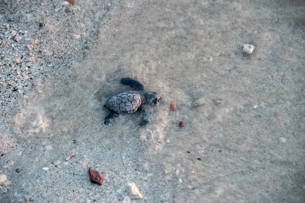 Bebé recién nacido tortuga golfina verde acercándose al mar —  Fotos de Stock