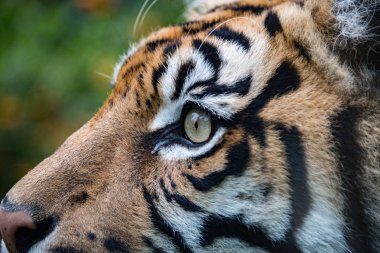 Sumatra kaplanı portre yakın çekim sana bakarken