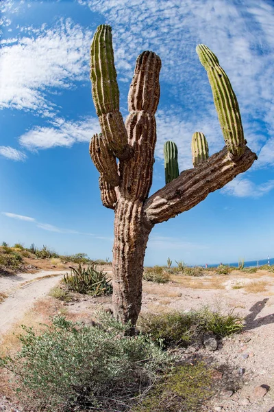 Califórnia cacto gigante do deserto de perto — Fotografia de Stock