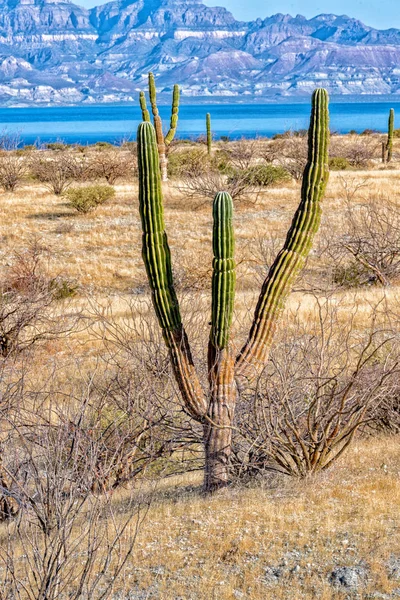 Califórnia cacto gigante do deserto de perto — Fotografia de Stock