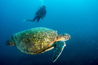 size sualtı cabo pulmo Meksika Kaliforniya'da gelen kaplumbağa
