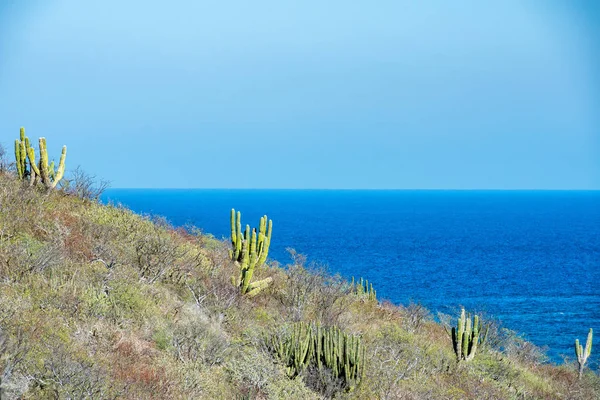 Cactus en Cabo Pulmo Baja California panorama parque nacional — Foto de Stock