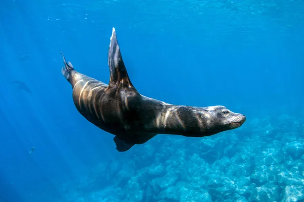 León marino macho peligroso que viene a atacarte — Foto de Stock