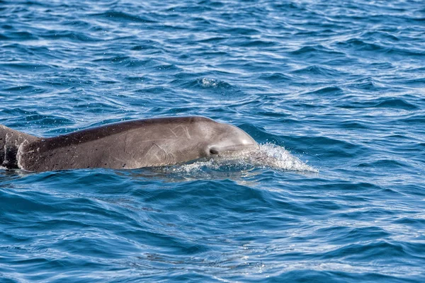 Delfines de baja california nadando en el mar azul — Foto de Stock