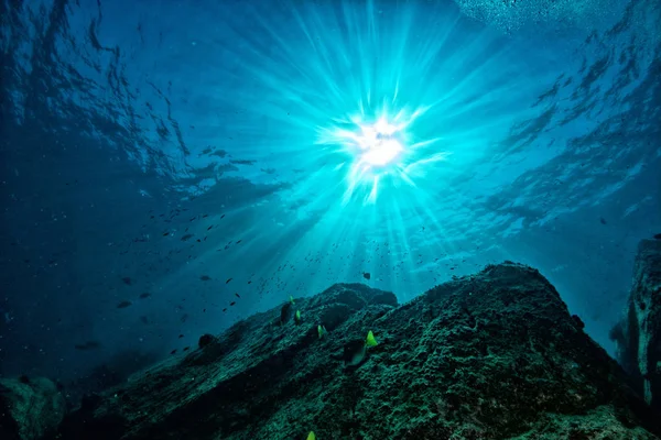 Tauchen im bunten Riff unter Wasser im mexikanischen Cortez-Meer — Stockfoto