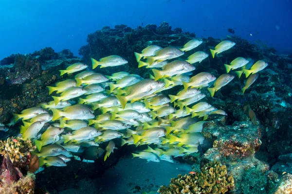 Gele grouper sweetlips school van vissen onderwater — Stockfoto