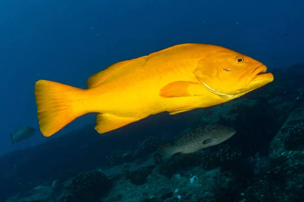 Cernia gialla sweetlips scuola di pesce sott'acqua — Foto Stock
