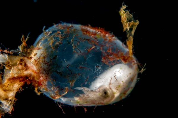 Малыш новорожденный каракатица яйцо макрос крупным планом — стоковое фото