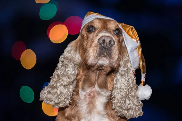 Weihnachtsmann gekleidet Hund Cocker Spaniel auf Weihnachten Licht Hintergrund — Stockfoto