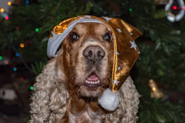 Noel ışık arka plan üzerinde Santa giyinmiş köpek yavru horoz İspanyol — Stok fotoğraf