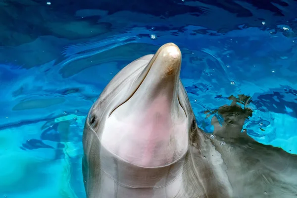 Dolphin blízko se portrét detailu při pohledu na vás — Stock fotografie