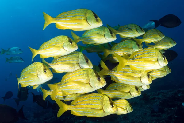 Baies de mérou jaune banc de poissons sous-marins — Photo