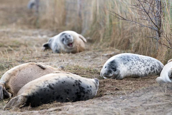 Grijze zeehond pup terwijl op zoek naar jou — Stockfoto